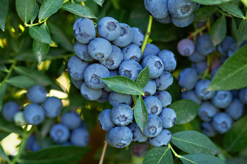 Blaubeeren