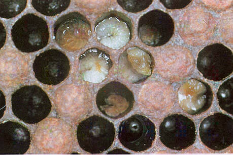 European Foulbrood Capped and Uncapped Larva