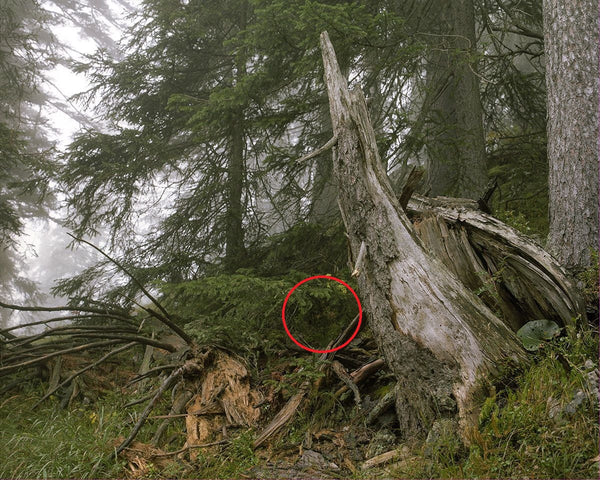 Can You Spot the Sniper in These Pictures?