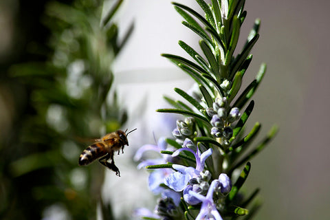 Rosemary, a great herb and oil to warm you up on a cold day.