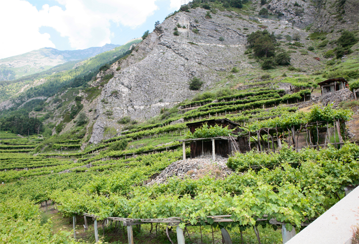 Vintage 2015 Progress Report – Valle d’Aosta