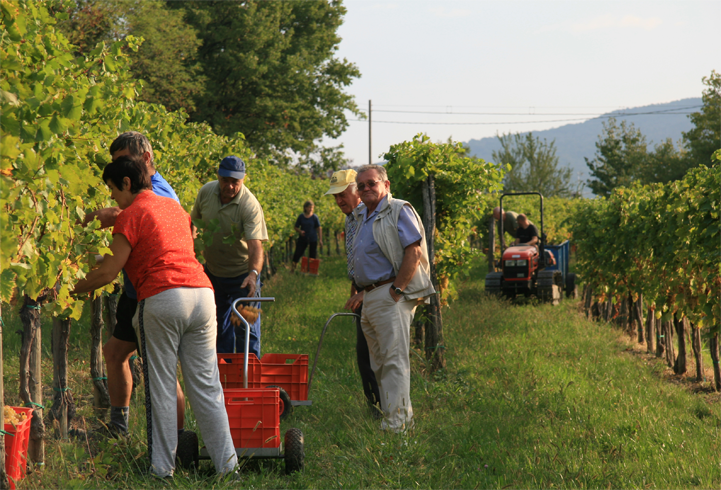 Vintage 2015 Progress Report – Collio, Friuli