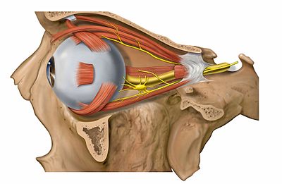 eye muscles control the movement of the eye