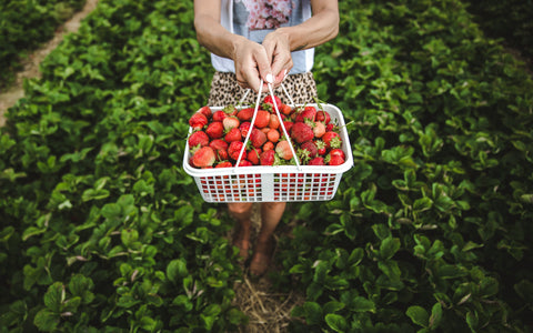 Fraise strawberry agriculture biologique bio maté yerba mate