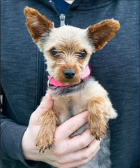 Abby a Female Toy Yorkie from Creekside Puppy Adoption