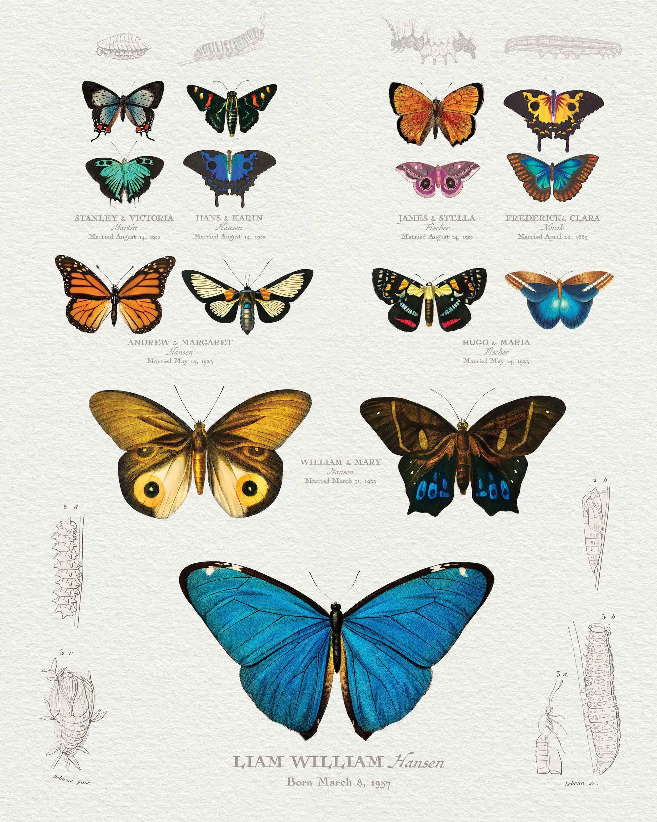 butterfly scientific illustration