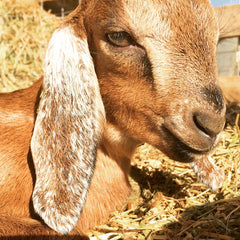 fawn_colored_kid_goat