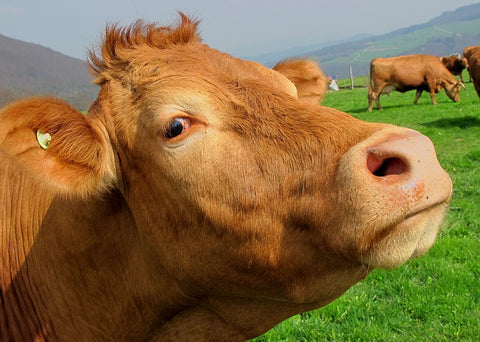 cow