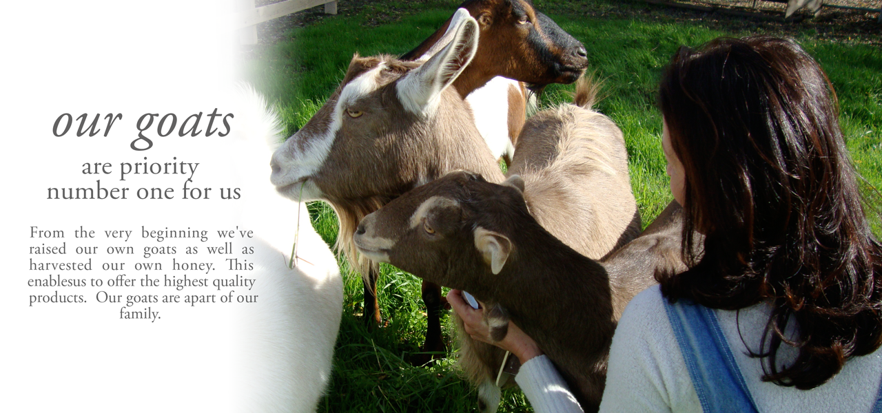 Our goats are priority number one to us. From the very beginning we've raised our own goats as well as harvested our own honey. This enablesus tooffer the highest quality  products.  Our goats are part of our family