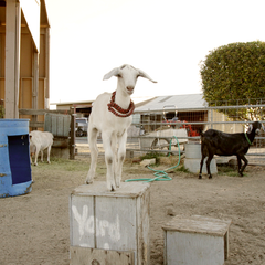 goat_standing_on_box