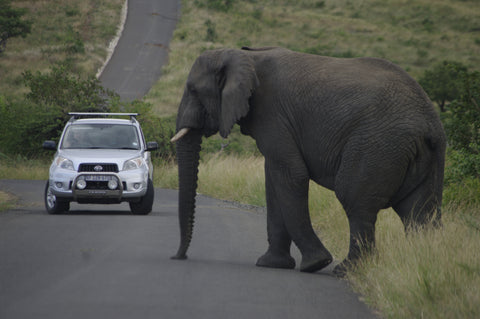 Elephant