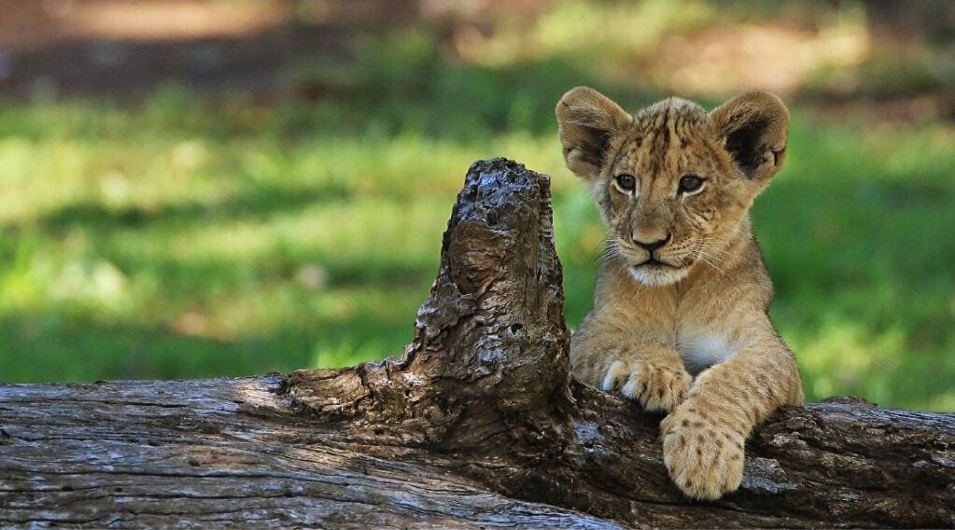 Lionceau du Congo.