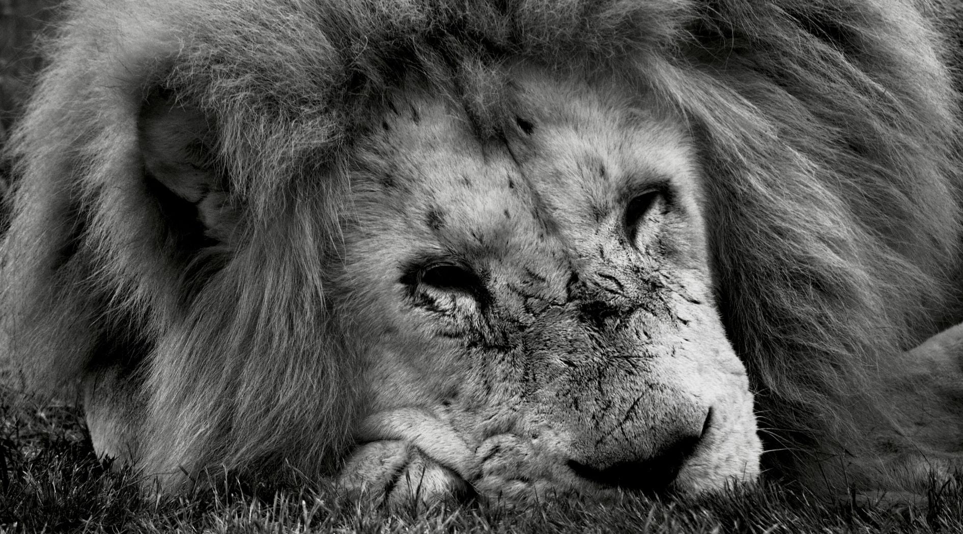 Photo lion en noir et blanc.