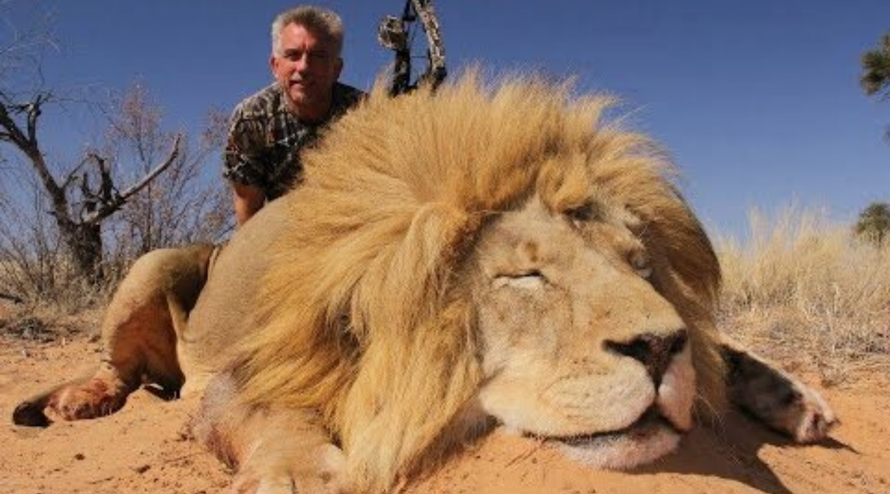 Un chasseur pose avec le lion qu'il a tué.