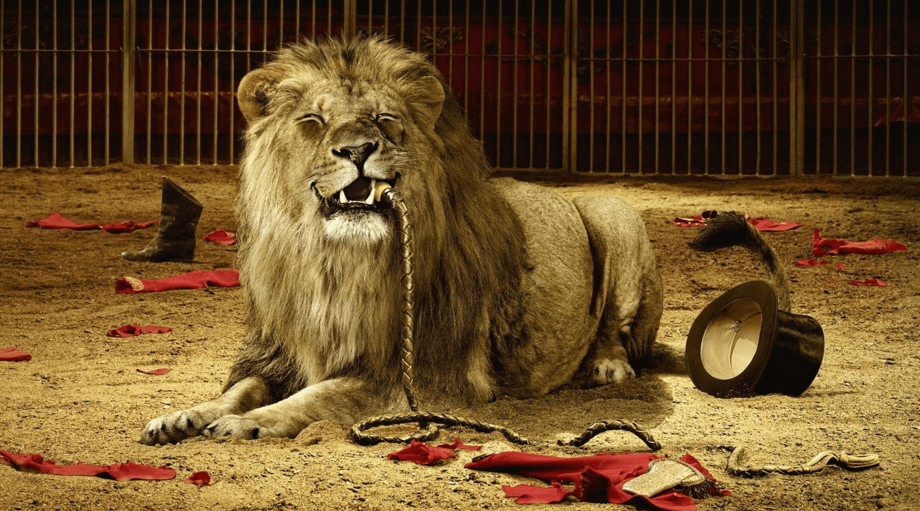 Lion de cirque.