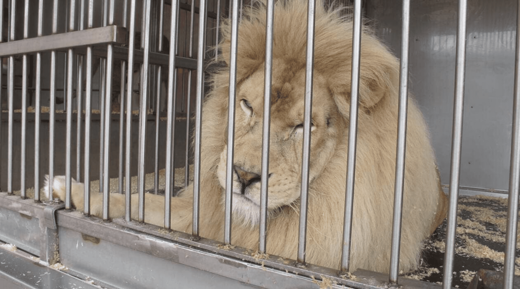 Lion blanc en cage.