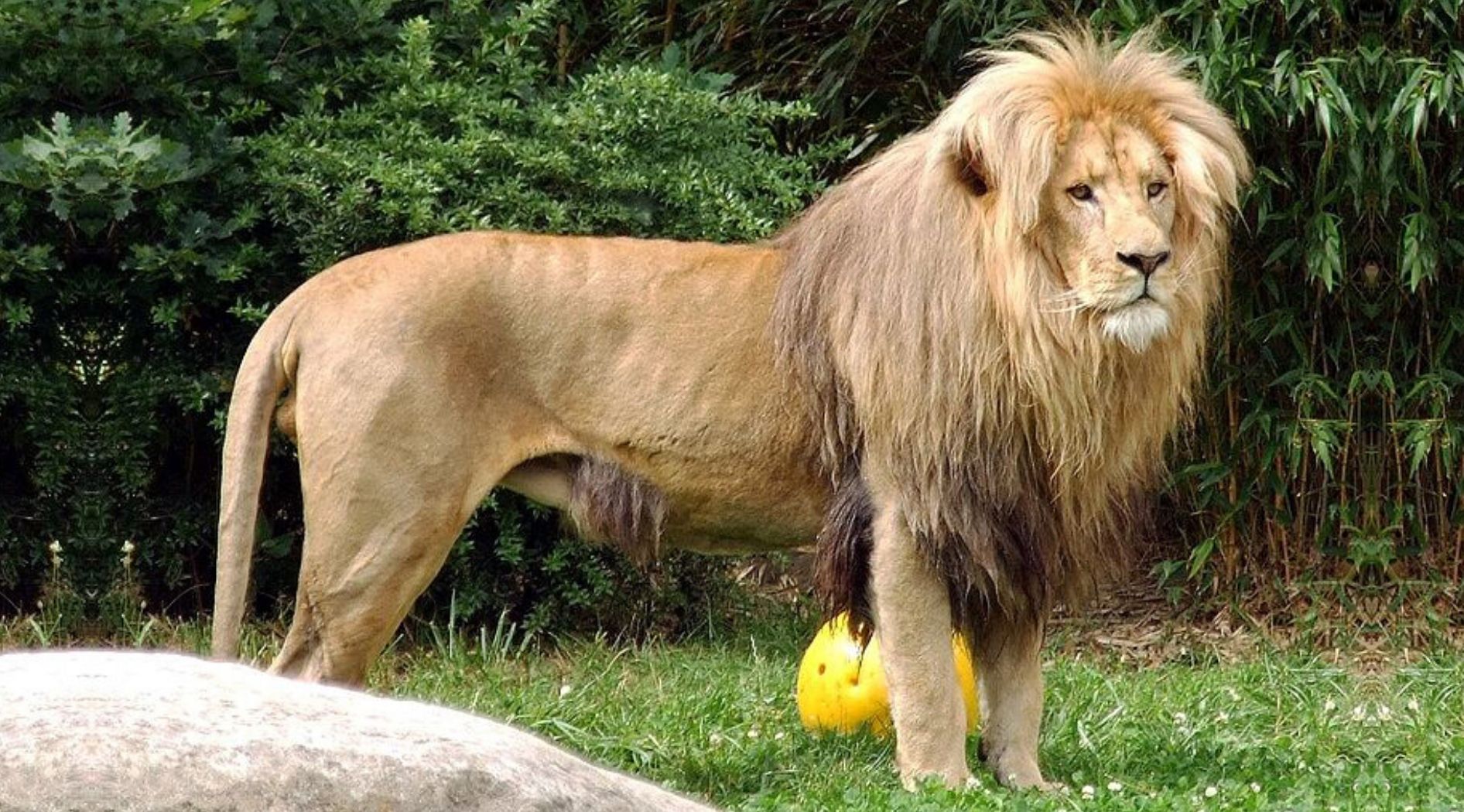Lion mâle du Congo.