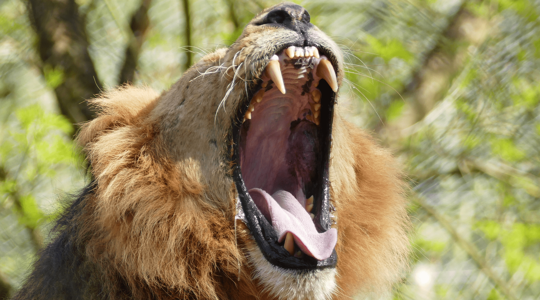 Lion rugissant.