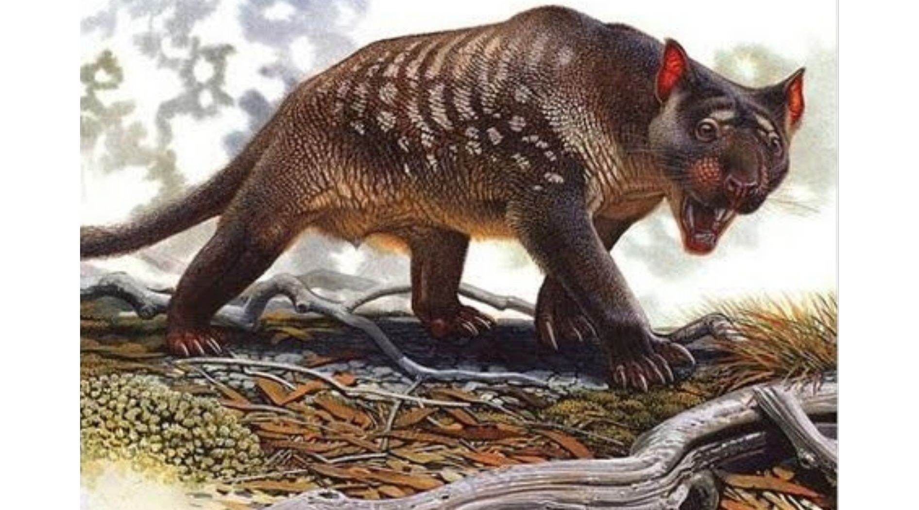 Lion Marsupial.