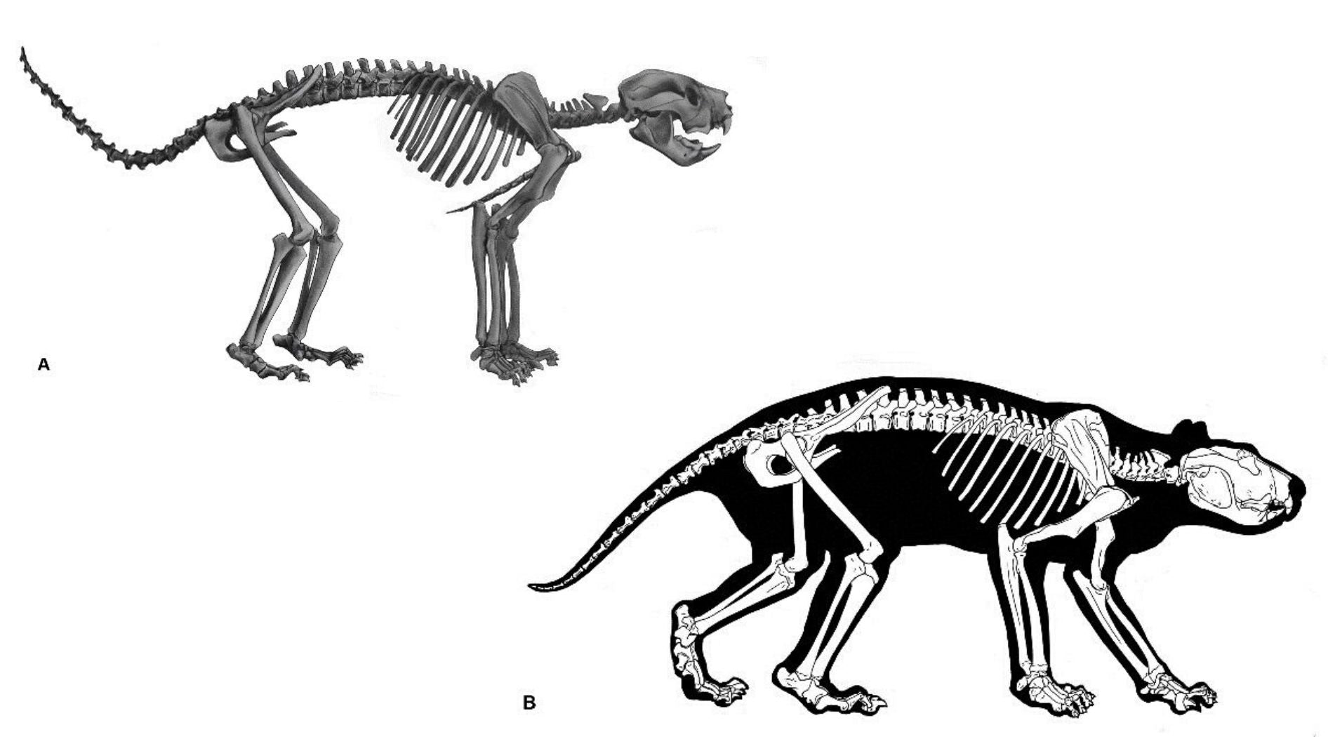 Squelette de lion marsupial.