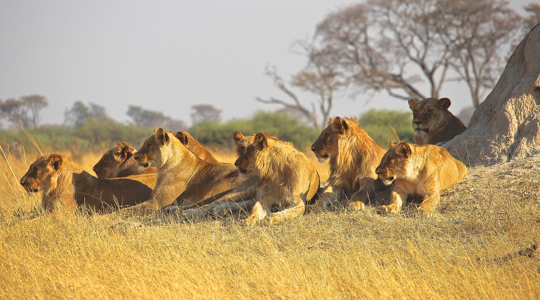 Fierté de lion en savane.