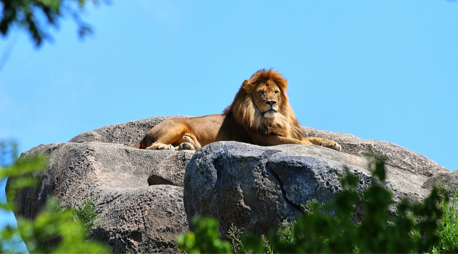 Lion du Katanga au soleil.