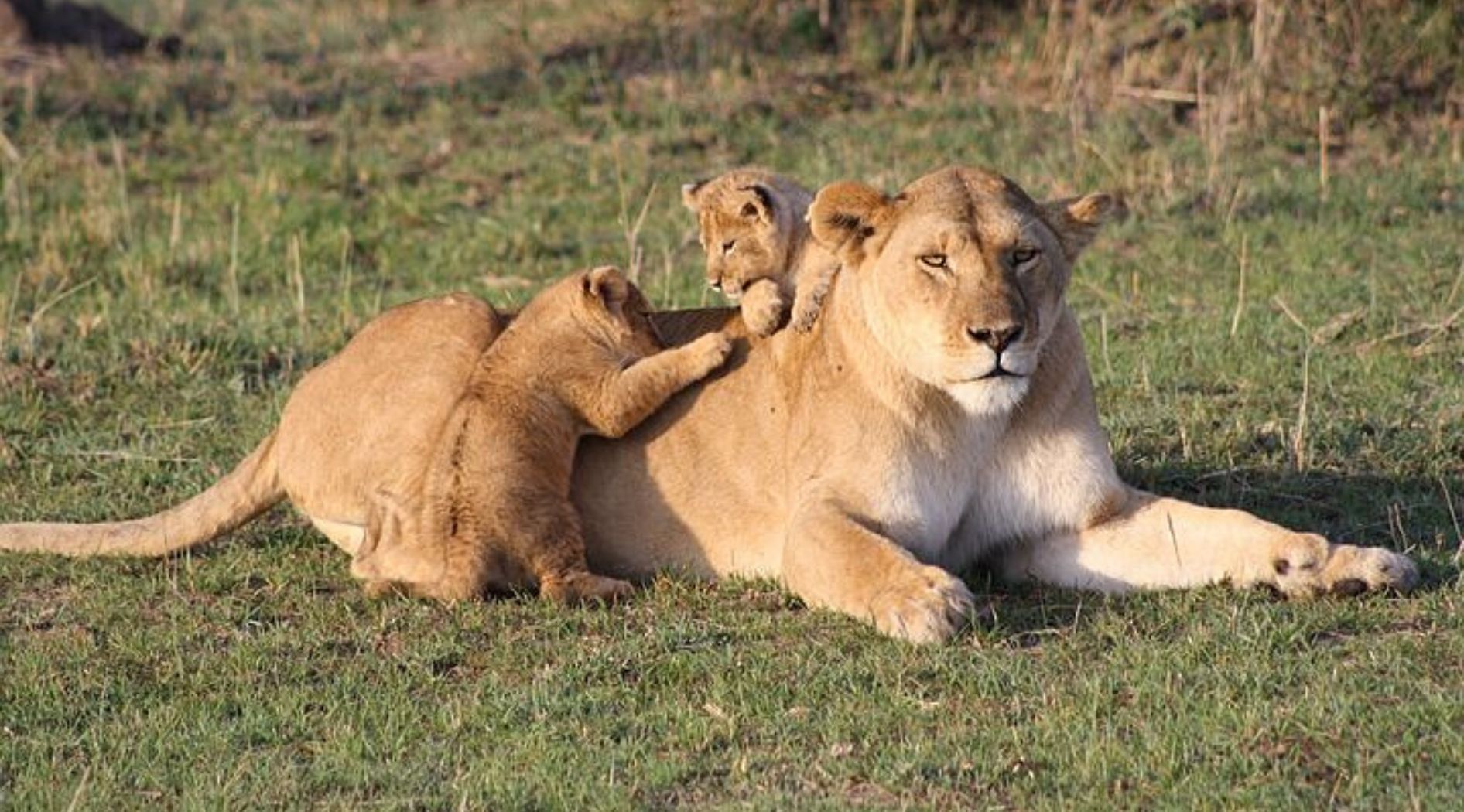Une lionne et ses deux petits.