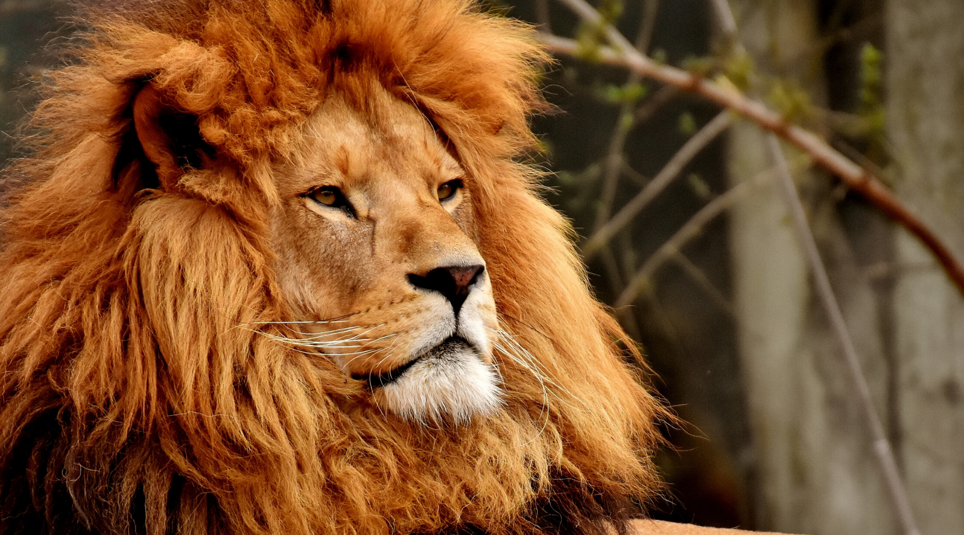 Lion Africain.