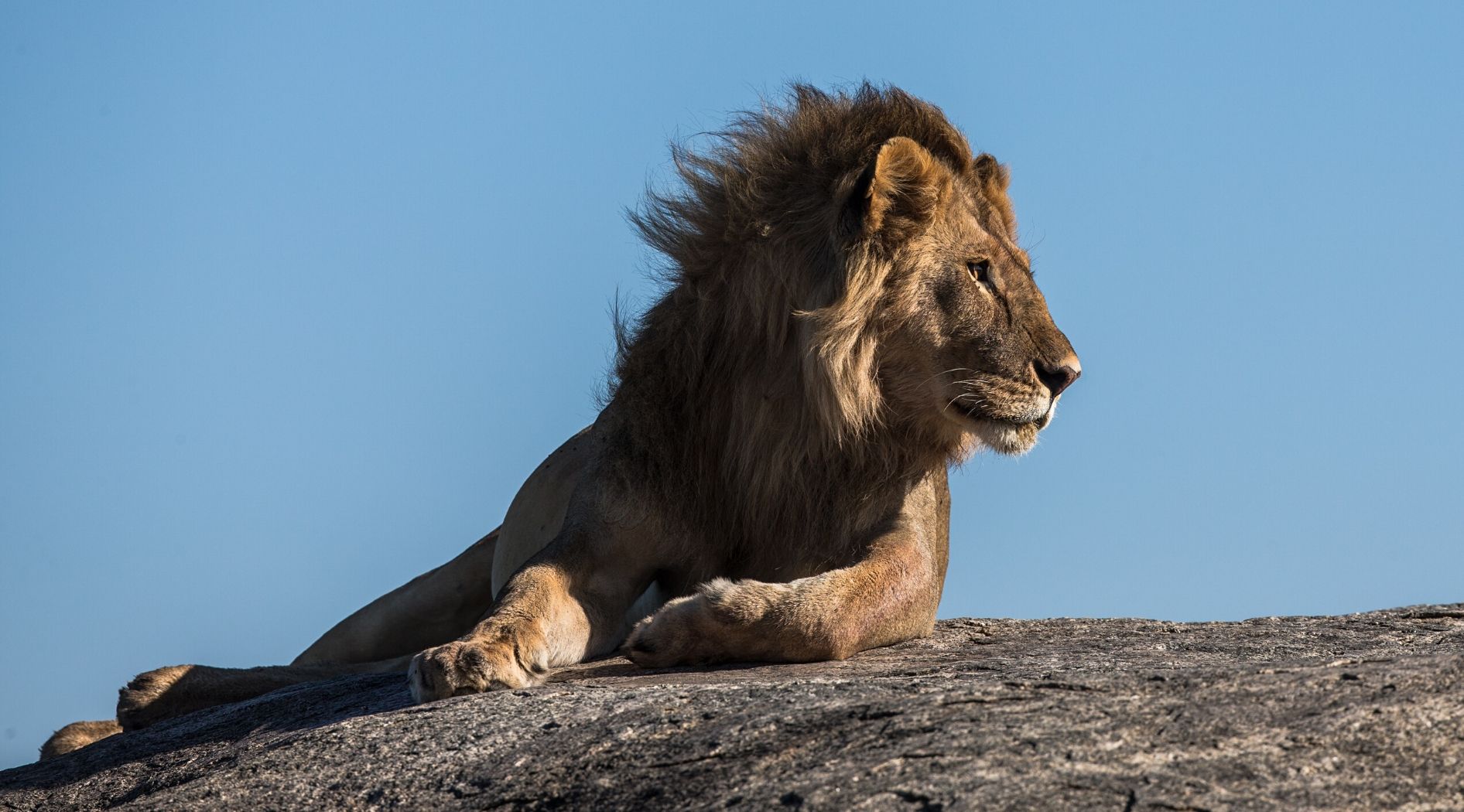 Lion mâle Africain.