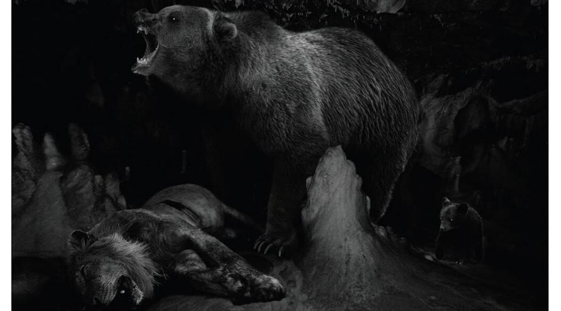 L'ours et le lion des cavernes - image en noir et blanc.