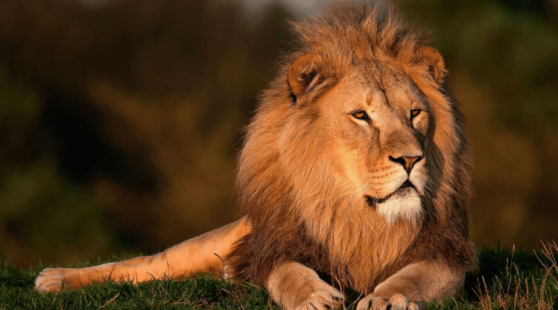 Lion Africain couché.