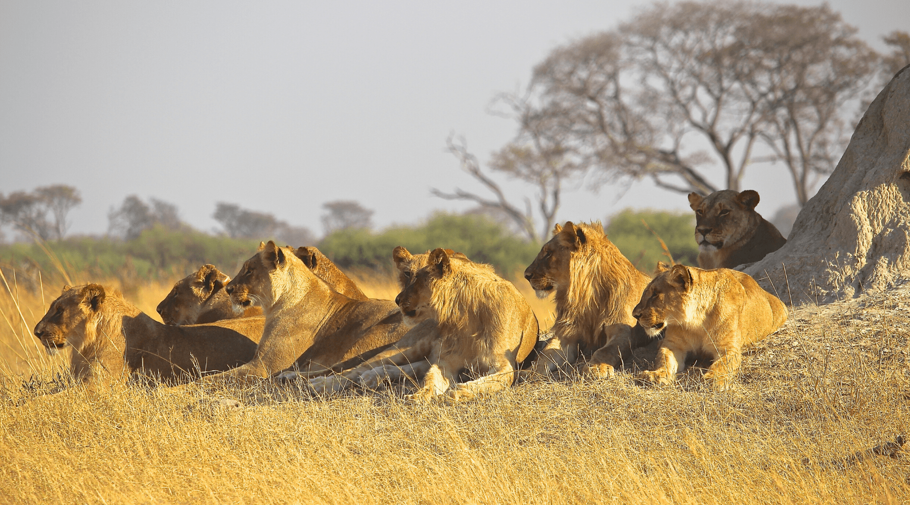 Groupe de lions dans la savane.