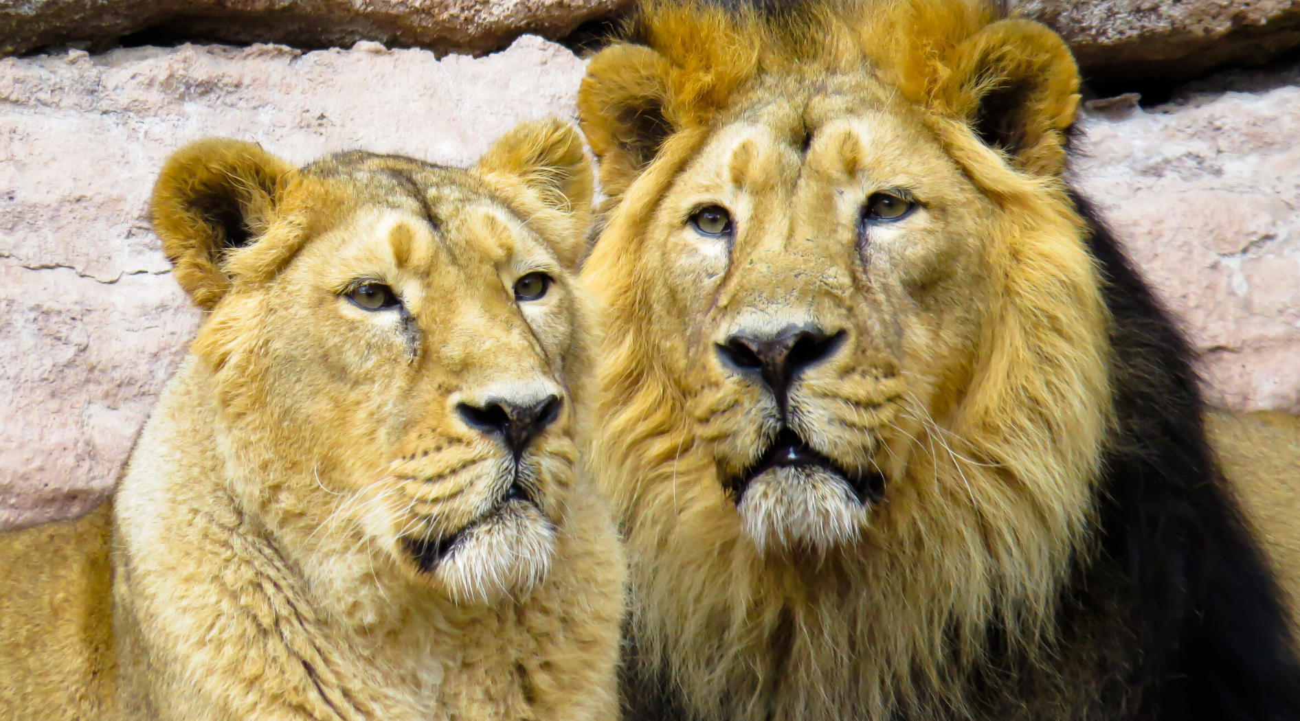 Différence de crinière entre un lion mâle et une femelle.