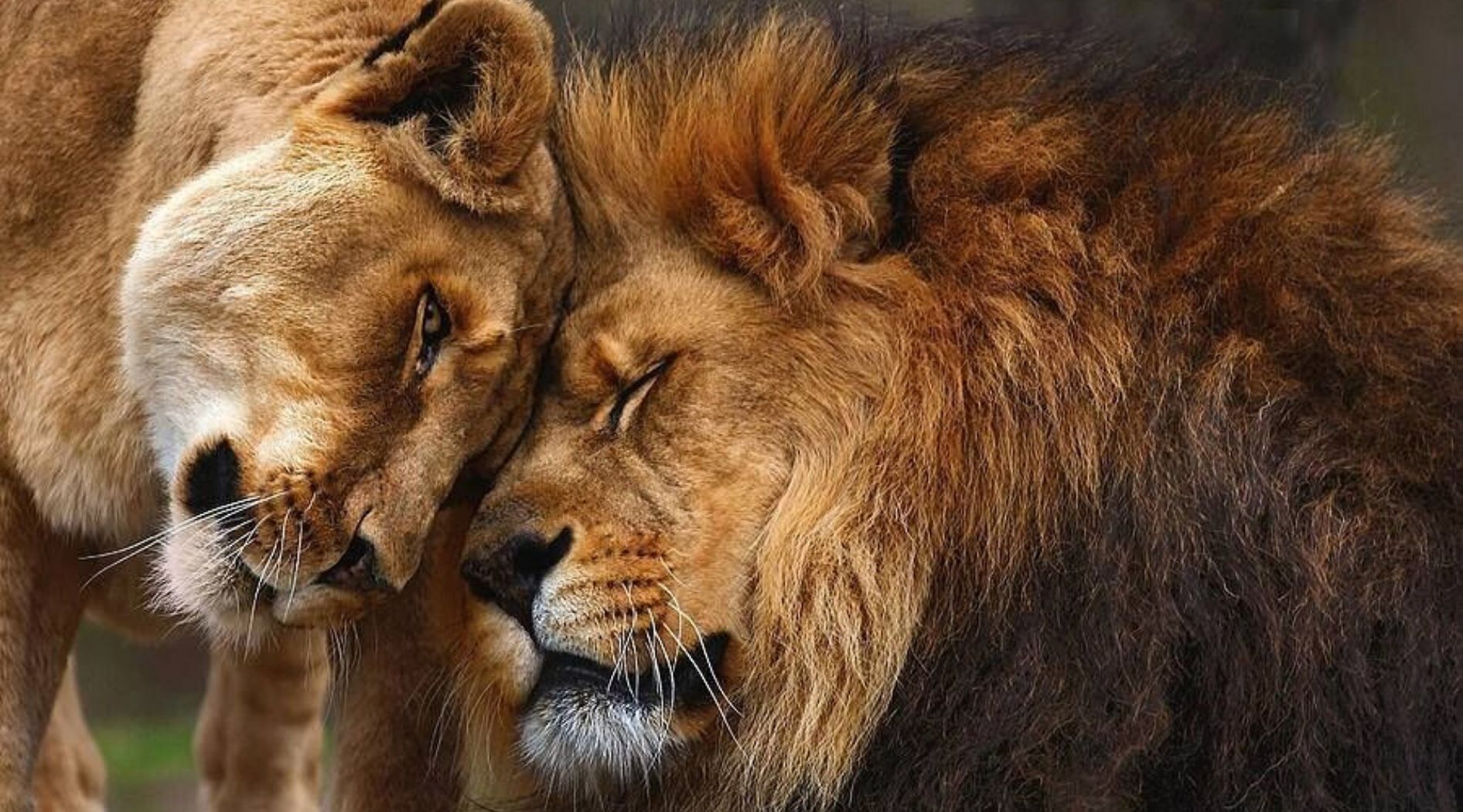 Lion et lionne tête contre tête.