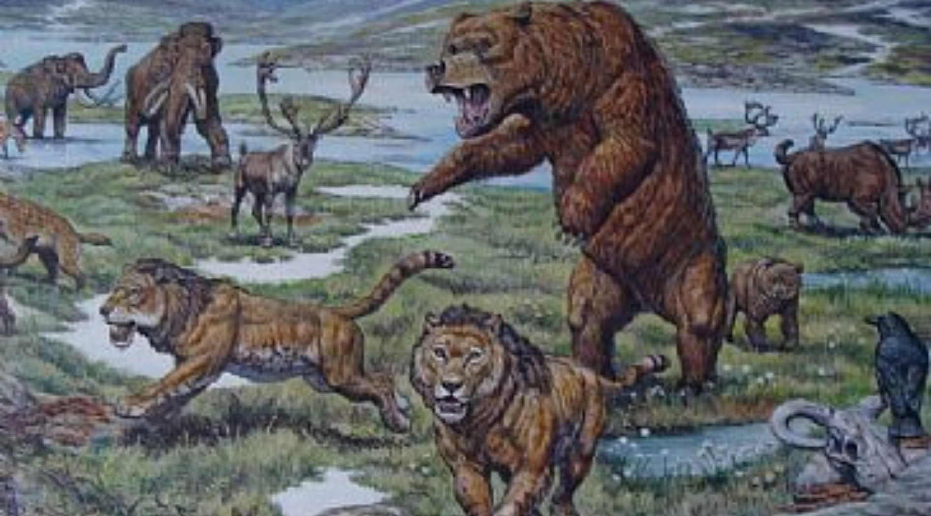 Peinture de lions et d'ours des cavernes.
