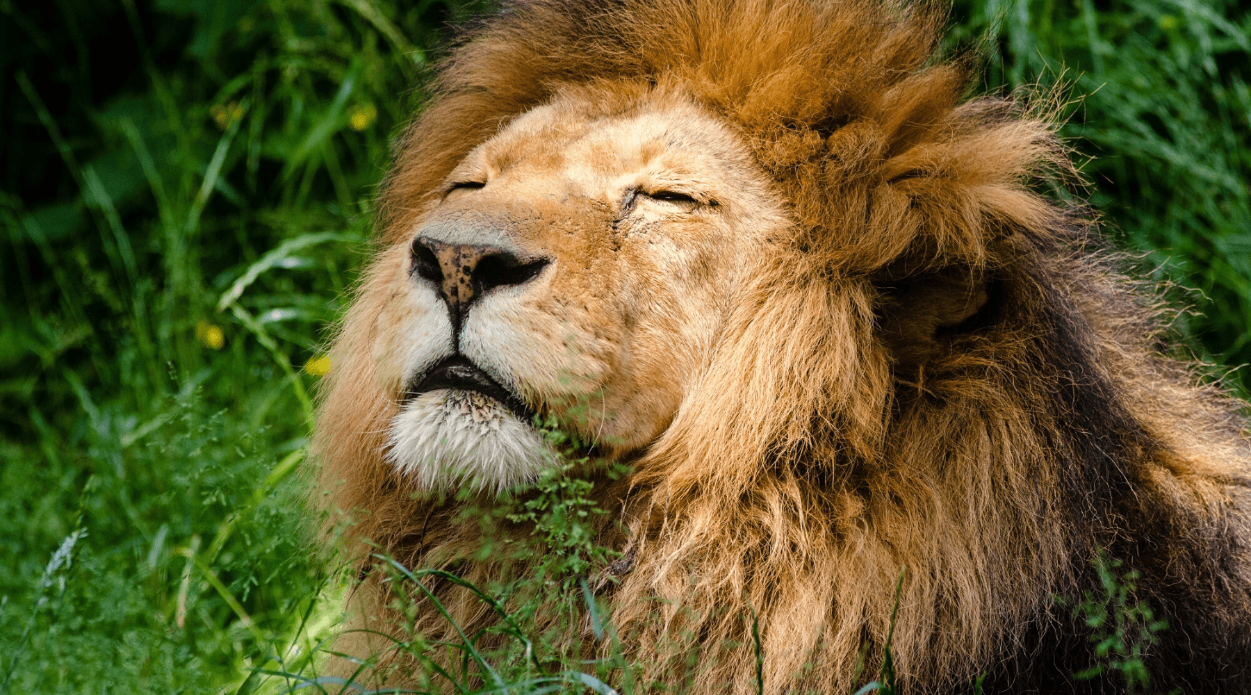 Lion dans hautes herbes.