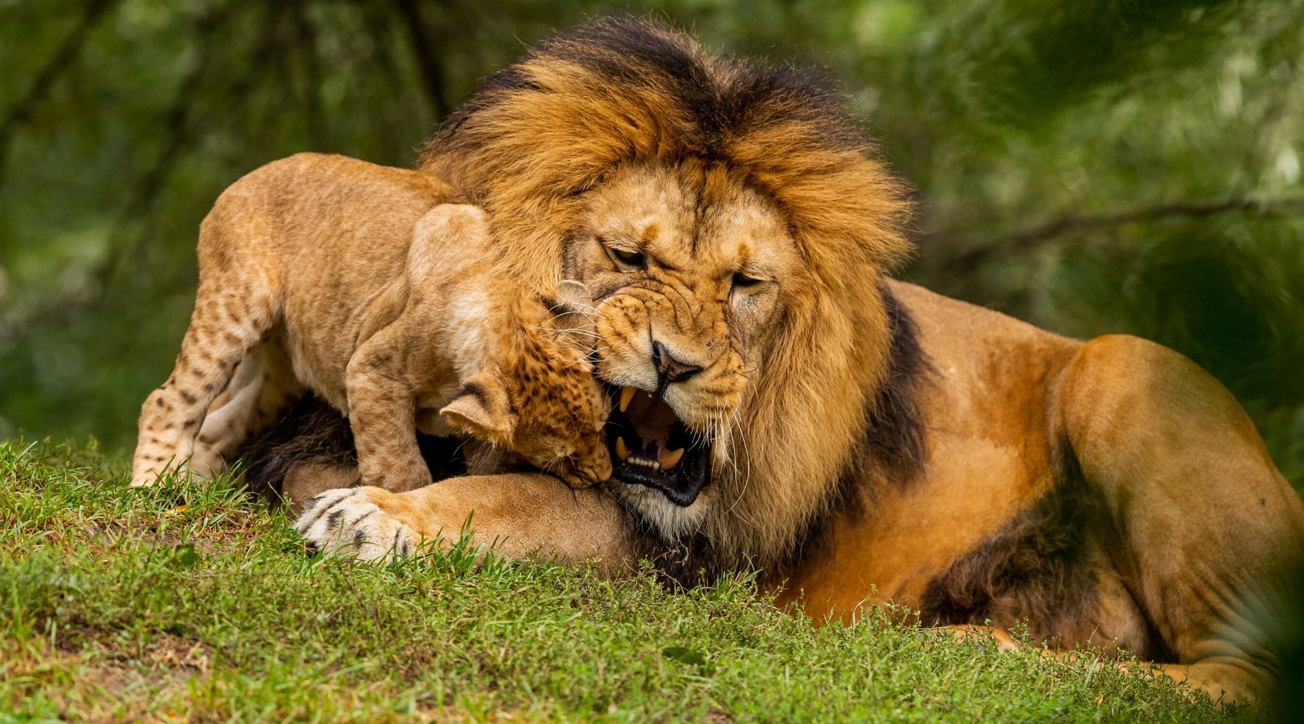 Lion mâle et lionceau tacheté.