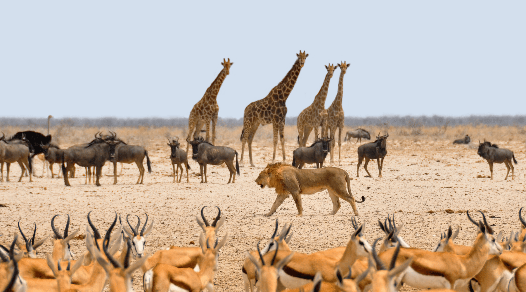 Lion en savane avec animaux.