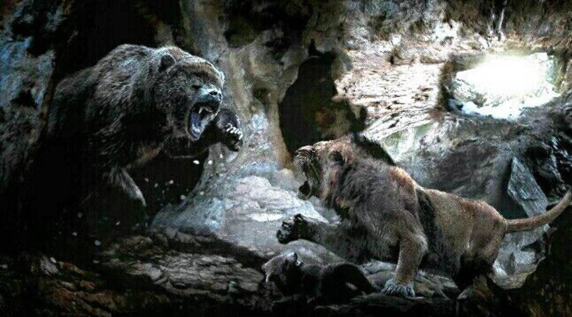 Lion vs ours des cavernes.