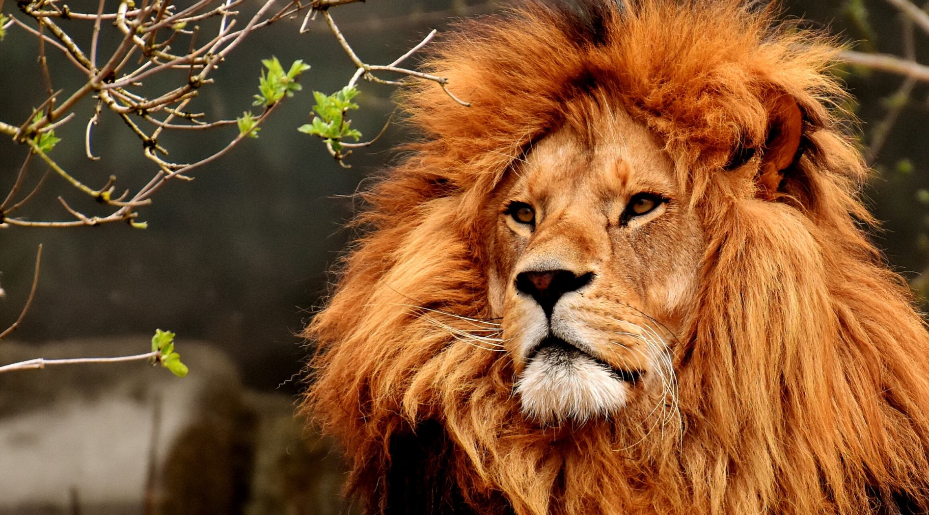 Lion mâle et grande crinière.