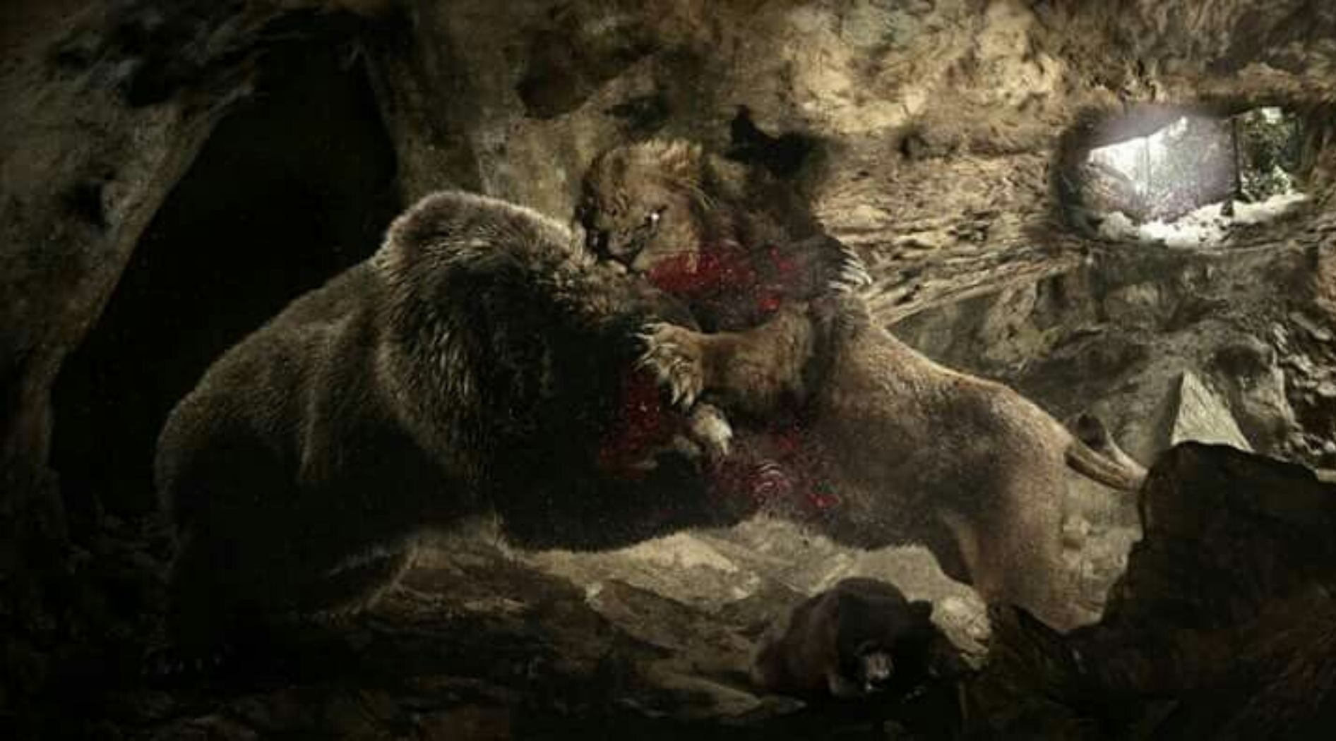 Combat entre un lion et un ours.