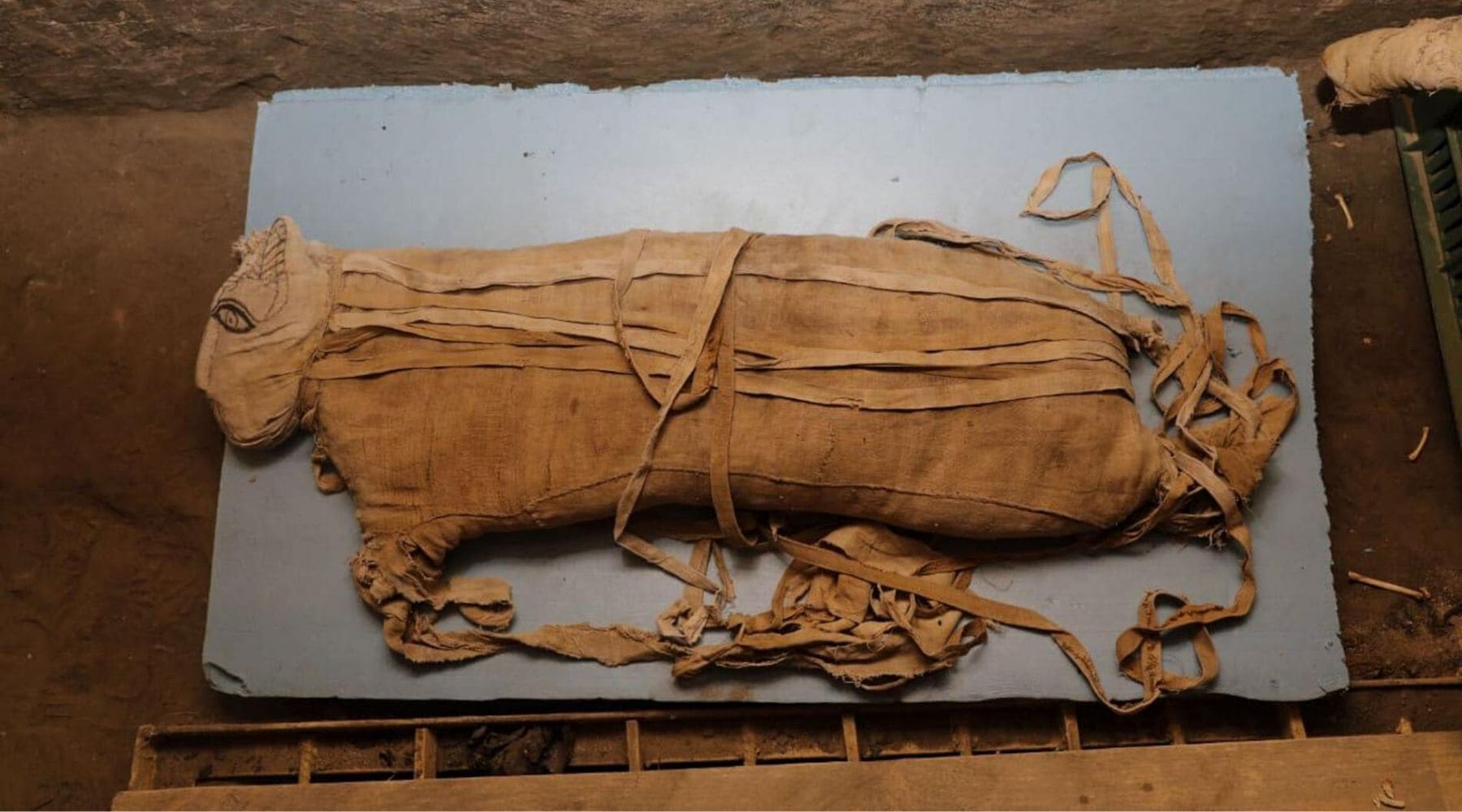 Lion egyptien momifié.