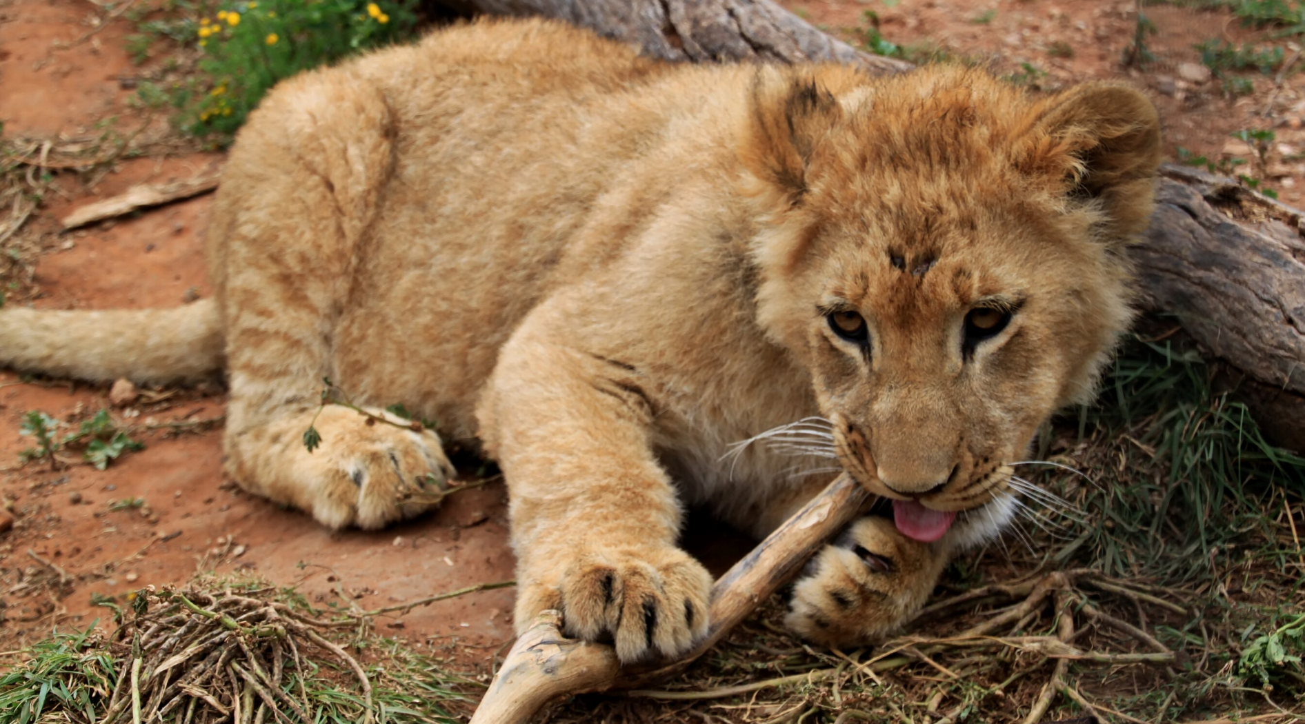 Jeune lion avec un début de crinière.