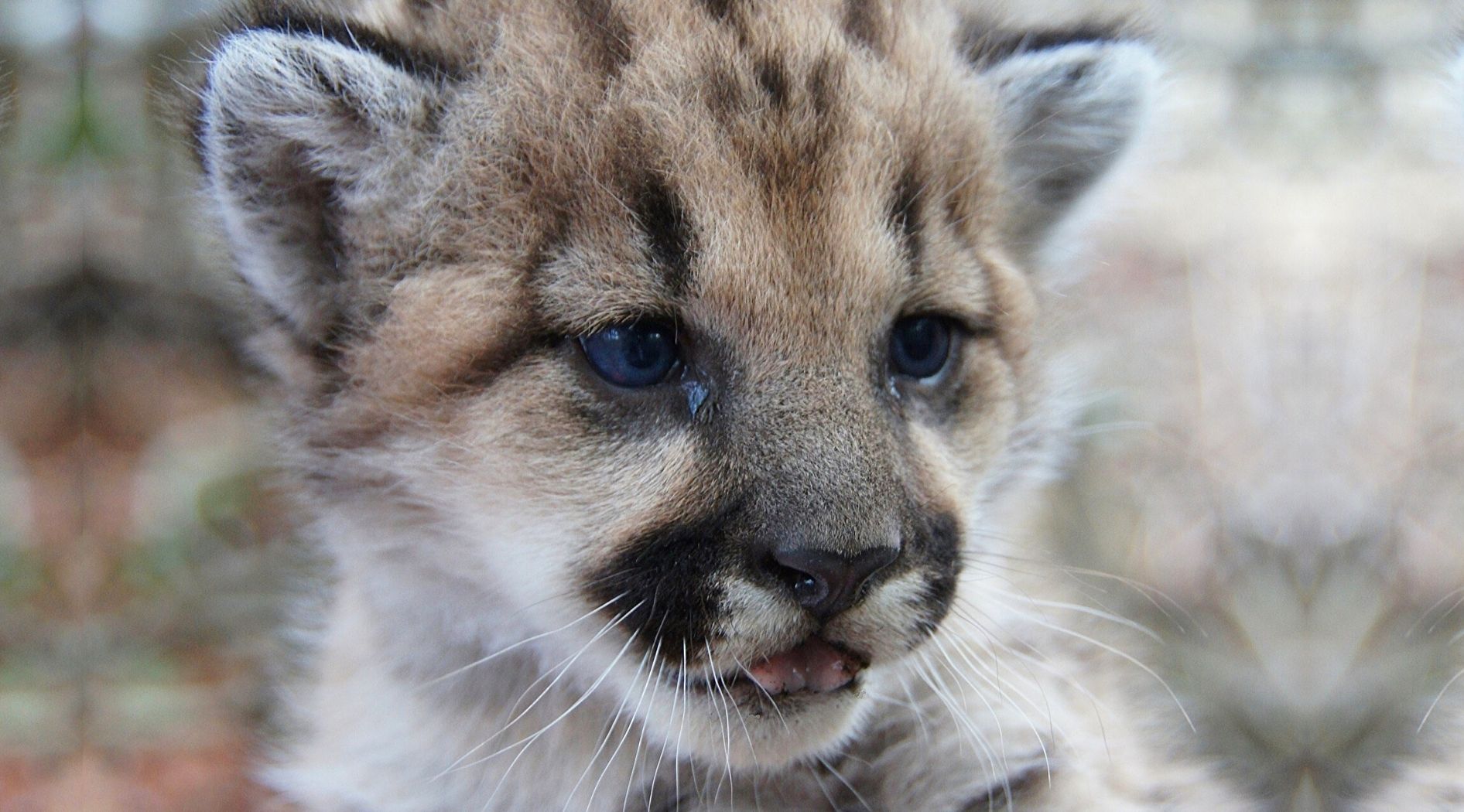 Jeune lionceau tacheté.