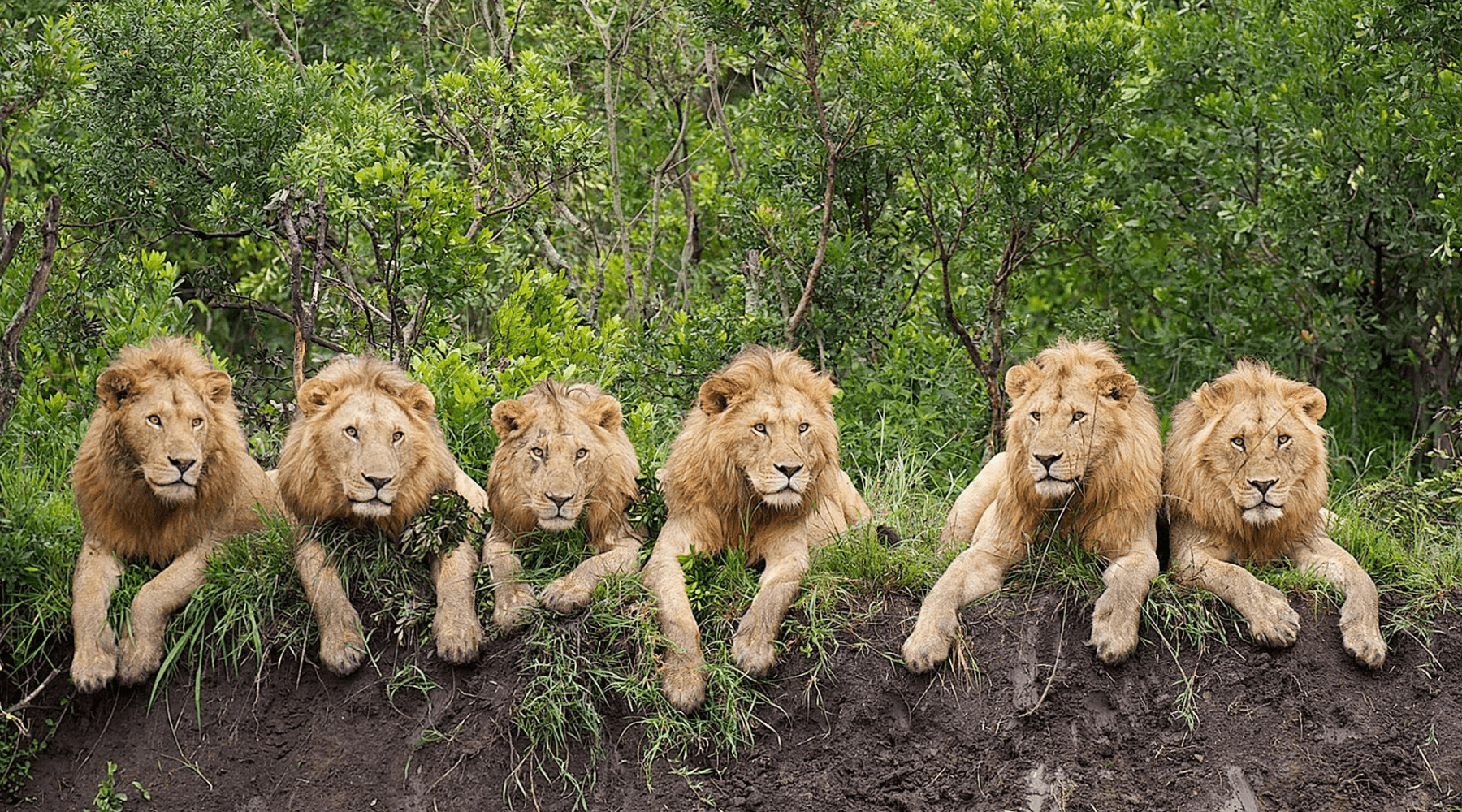 Groupe de jeunes lion.