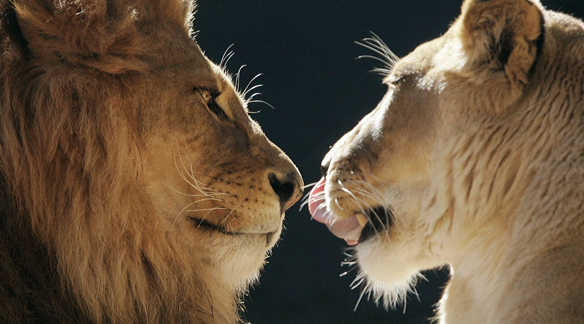 Lion et lionne du Katanga.