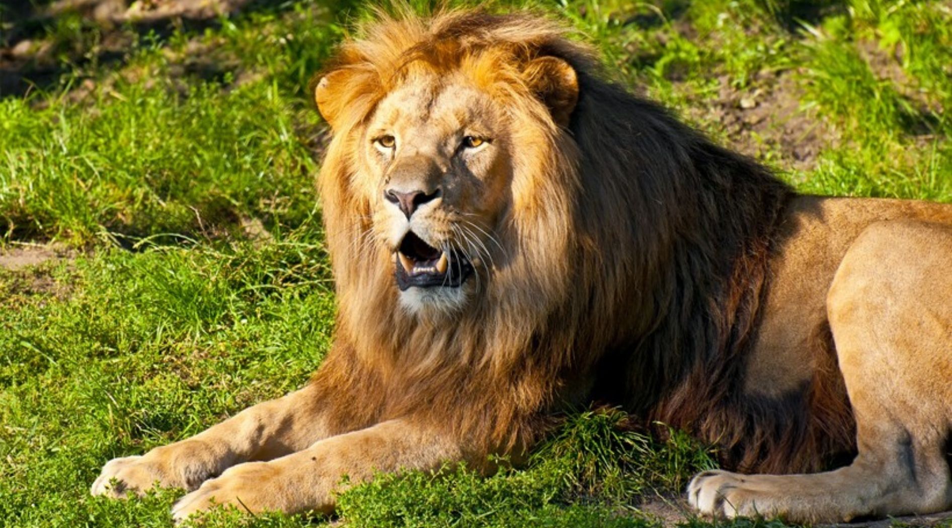 Lion Massaï.