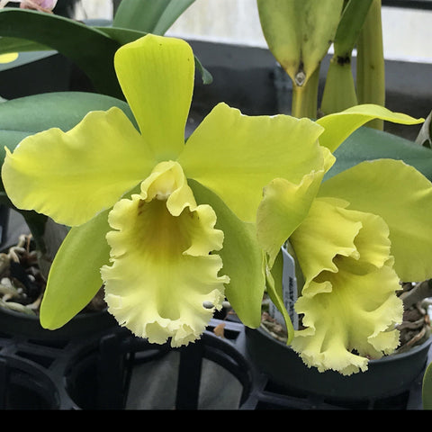 Yam. Orchidom Green Glade `Shugetsu' AM/AOS 5" Pot.