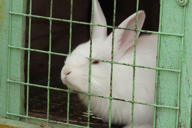 ola femenino Compañero Jaulas para conejos. Lista de las mejores jaulas para tu jardín u hogar