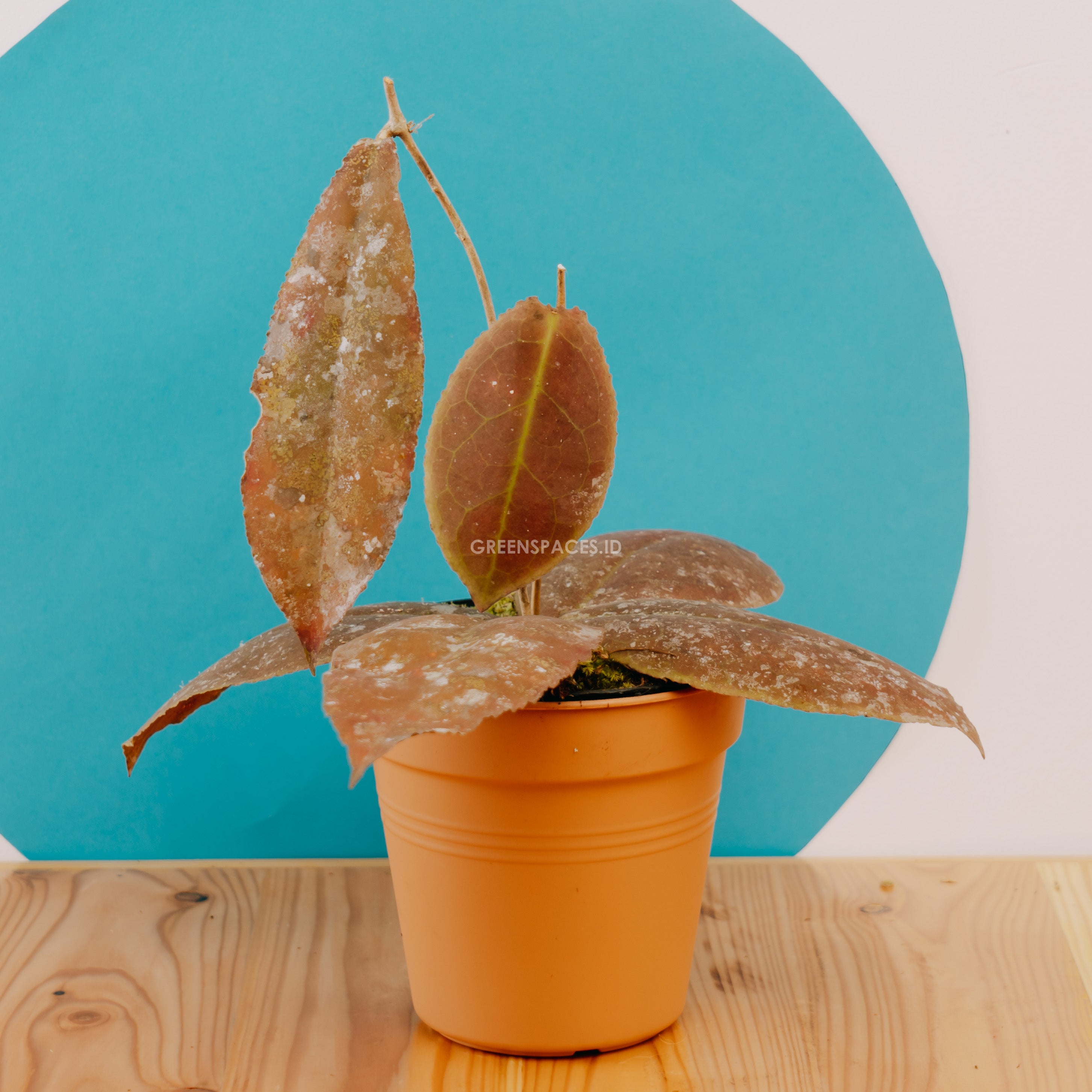 Hoya Undulata Red